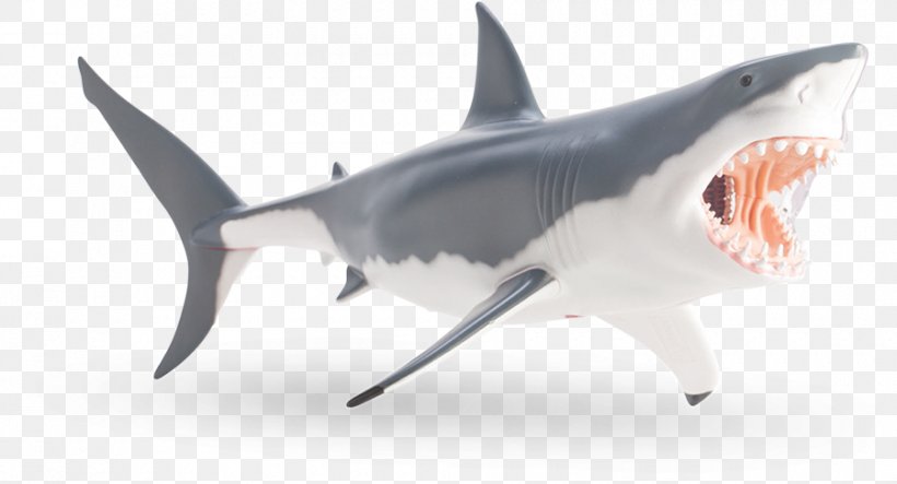 Tiger Shark Great White Shark Shark Anatomy, PNG, 900x487px, Watercolor, Cartoon, Flower, Frame, Heart Download Free