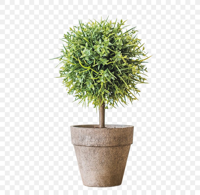 Tree Flowerpot Bonsai Houseplant 2016 BMW M5, PNG, 800x800px, Tree, Bonsai, Evergreen, Flower, Flowerpot Download Free