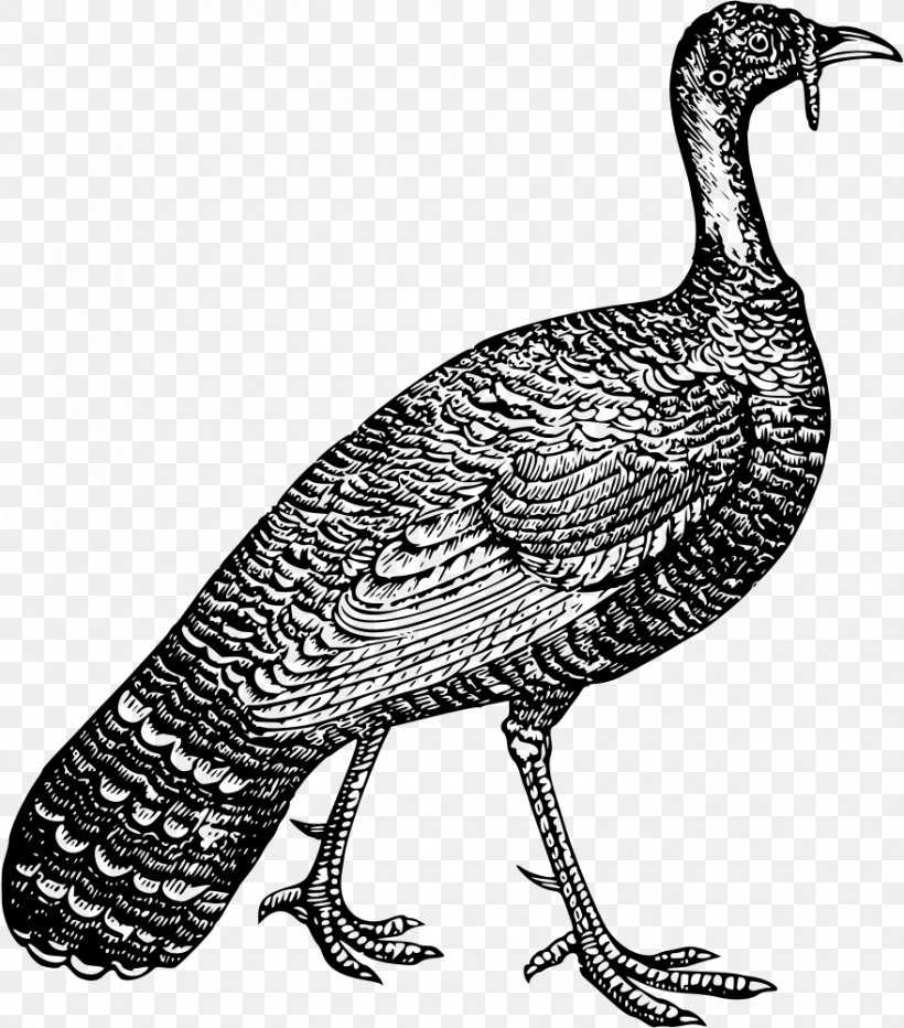 Turkey Plymouth Rock Chicken Poultry Farming Galliformes, PNG, 879x1000px, Turkey, Beak, Bird, Black And White, Chicken Download Free