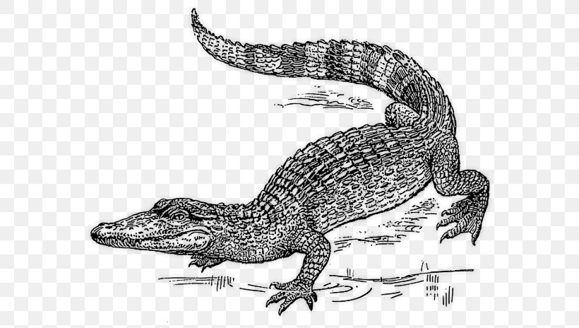 Alligator Nile Crocodile Crocodiles Clip Art, PNG, 600x464px, Alligator, Amphibian, Black And White, Crocodile, Crocodile Clip Download Free