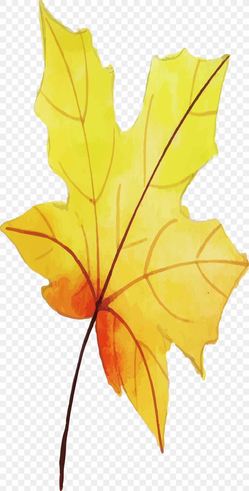 Autumn Leaf, PNG, 1521x3000px, Autumn Leaf, Biology, Leaf, Maple, Maple Leaf Download Free