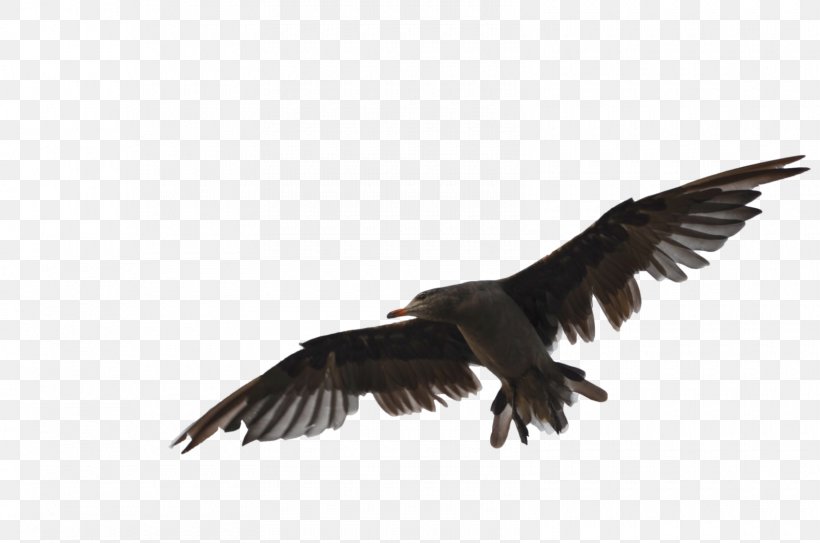 Bird DeviantArt Work Of Art Bald Eagle, PNG, 1600x1060px, Bird, Accipitriformes, Art, Artist, Bald Eagle Download Free
