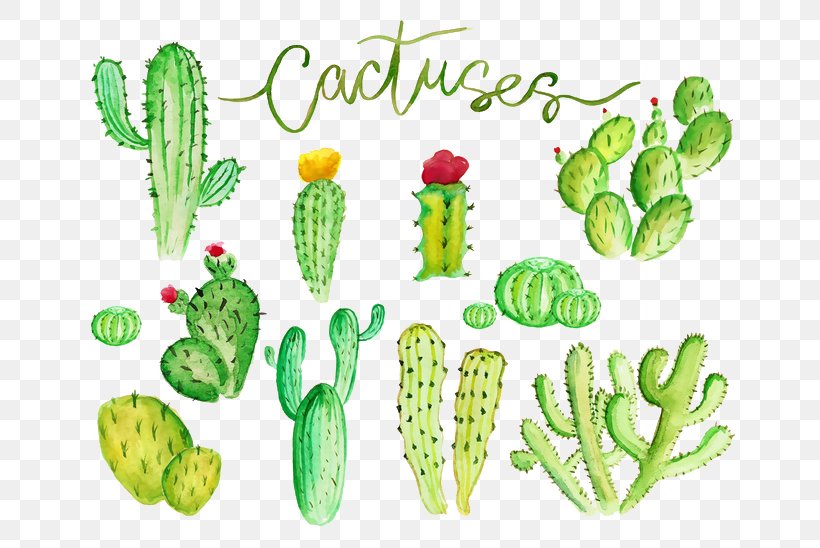 Cactaceae Watercolor Painting Stock Illustration Illustration, PNG, 658x548px, Cactaceae, Botany, Cactus, Caryophyllales, Drawing Download Free