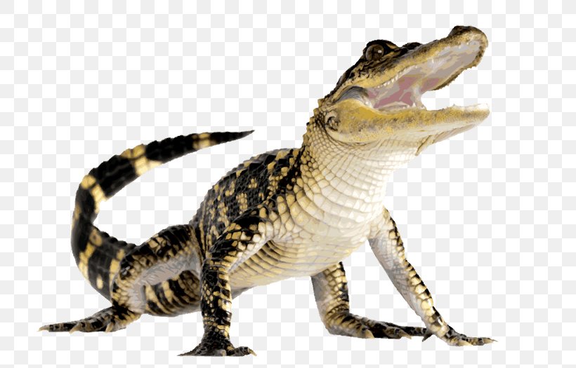 Crocodile Alligator Reptile Deer, PNG, 740x525px, Crocodile, Alligator, Animal, Crocodilia, Crocodilian Armor Download Free