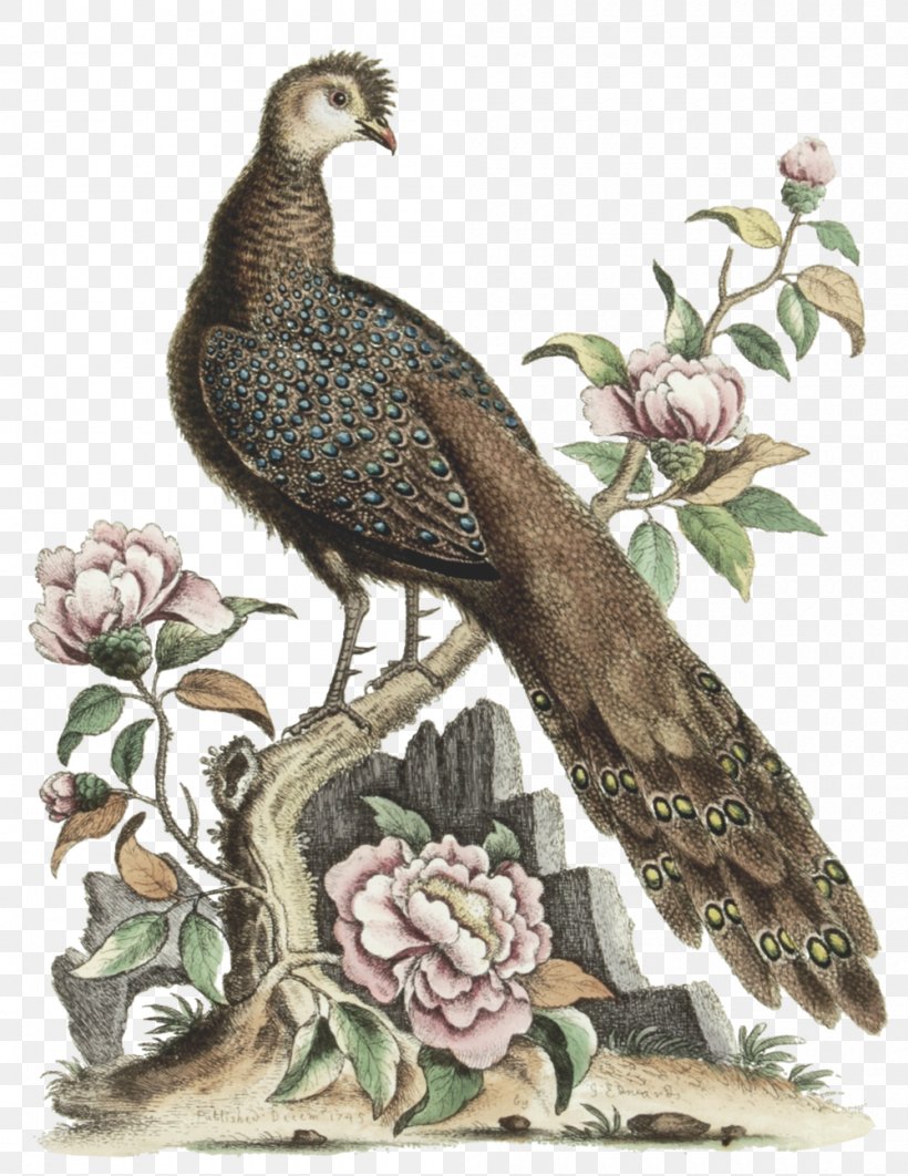 Drawing Rose, PNG, 1000x1296px, China, Beak, Bird, Copper Pheasant, Drawing Download Free