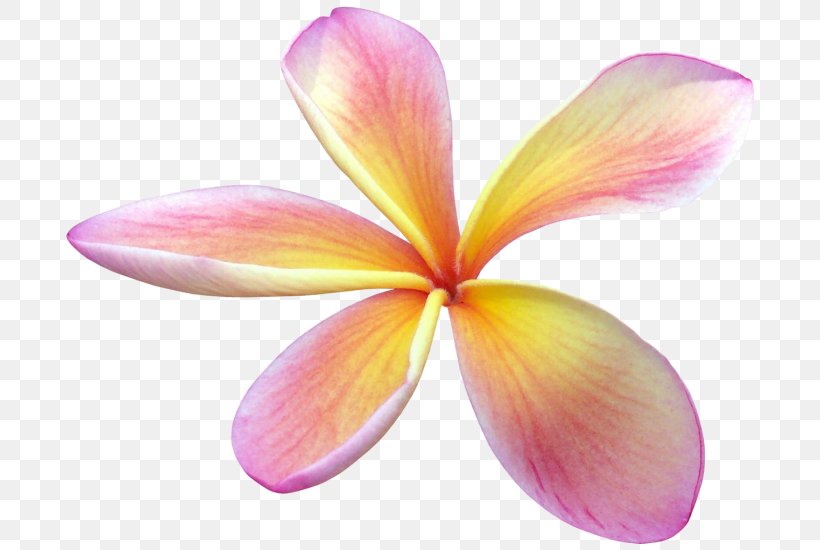 Flower Sticker Frangipani Clip Art, PNG, 700x550px, Flower, Close Up, Daisy Duck, Drawing, Flowering Plant Download Free