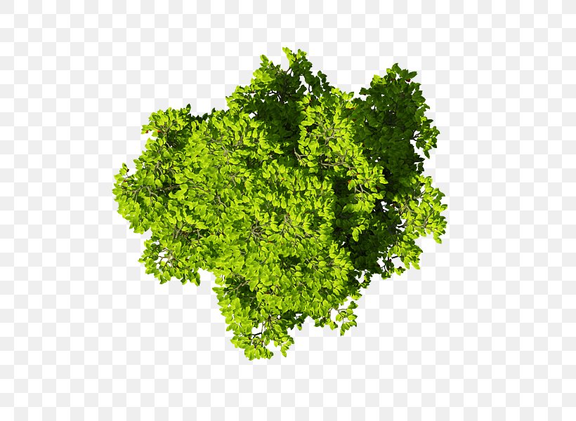 Leaf Vegetable Brassica Juncea Wasabi Parsley, PNG, 800x600px, Leaf Vegetable, Brassica Juncea, Condiment, Cooking, Fennel Download Free