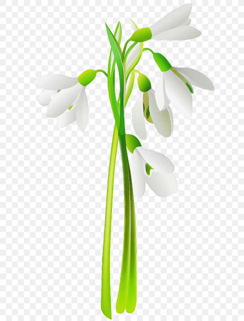 Snowdrop Flower Galanthus Plant Plant Stem, PNG, 622x1080px, Snowdrop, Amaryllis Family, Cut Flowers, Flower, Galanthus Download Free