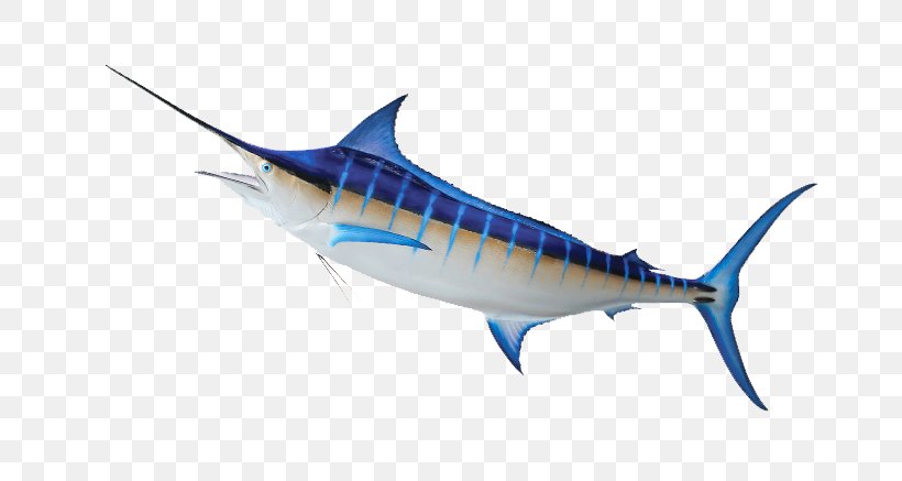 Swordfish Tuna Mackerel Marine Mammal Sardine, PNG, 674x437px, Swordfish, Billfish, Biology, Bony Fish, Fauna Download Free
