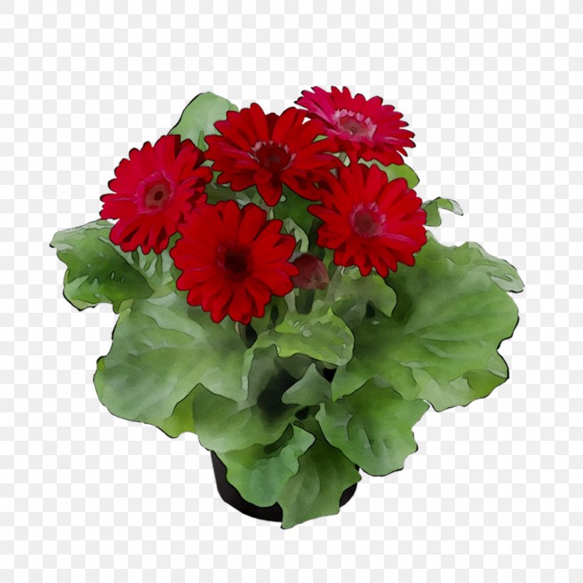 Transvaal Daisy Floral Design Cut Flowers Chrysanthemum Annual Plant, PNG, 1016x1016px, Transvaal Daisy, Annual Plant, Barberton Daisy, Chrysanthemum, Chrysanths Download Free