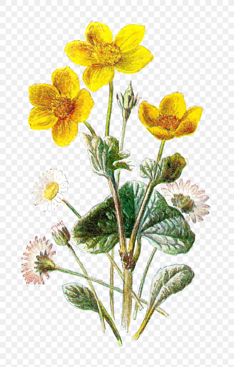 Botanical Illustration Botany Flower Clip Art, PNG, 1018x1600px, Botanical Illustration, Art, Botany, Chocolate Daisy, Drawing Download Free