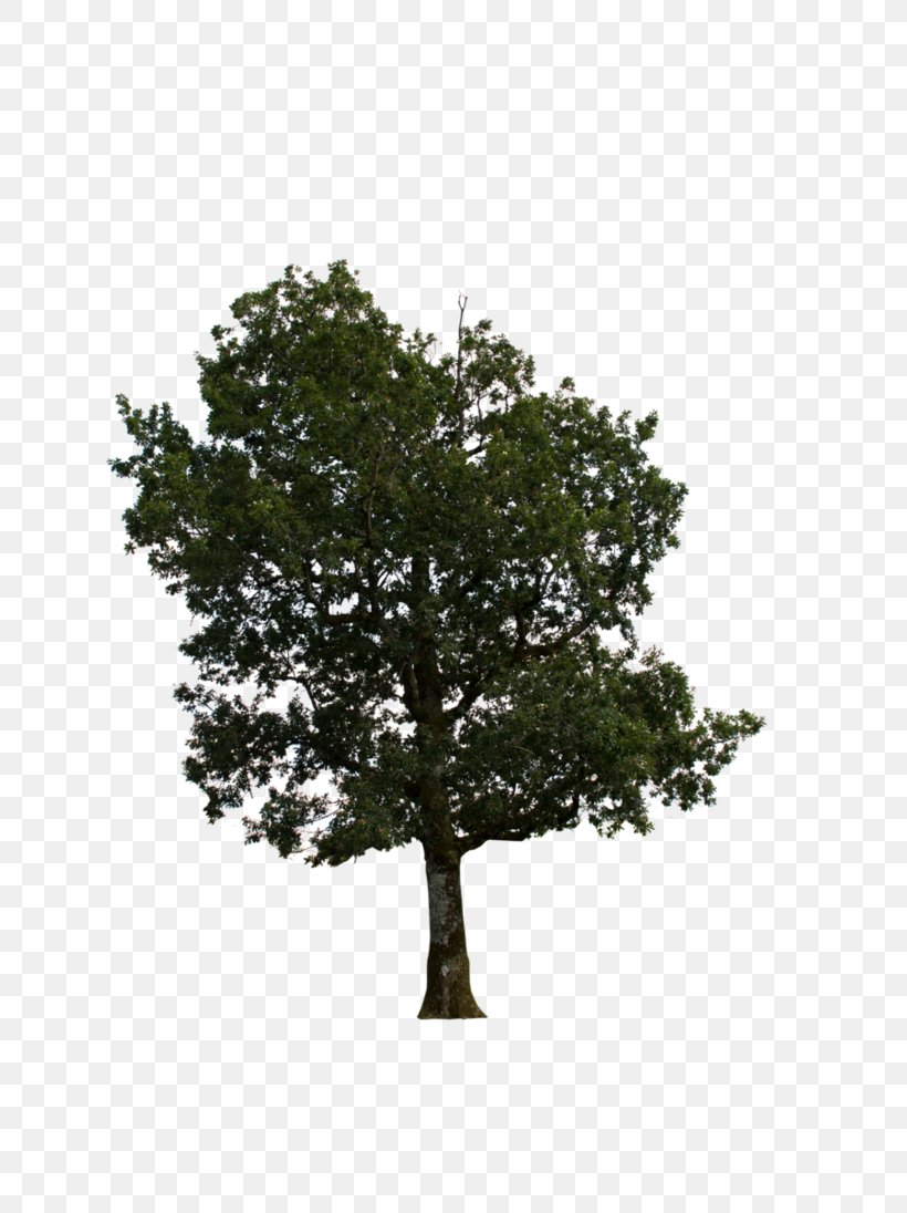 Branch Tree Oak, PNG, 729x1096px, Branch, Design Tool, Information, Leaf, Oak Download Free