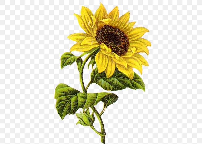 Common Sunflower Drawing Sketch, PNG, 528x583px, Common Sunflower, Art, Botanical Illustration, Daisy Family, Drawing Download Free