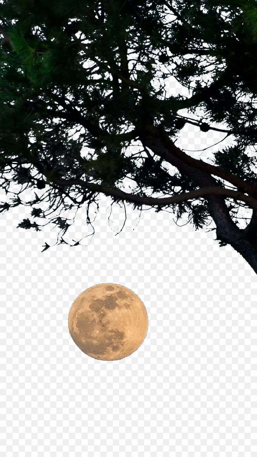 Download Tree Wallpaper, PNG, 1080x1920px, Tree, Branch, Full Moon, Grass, Moon Download Free