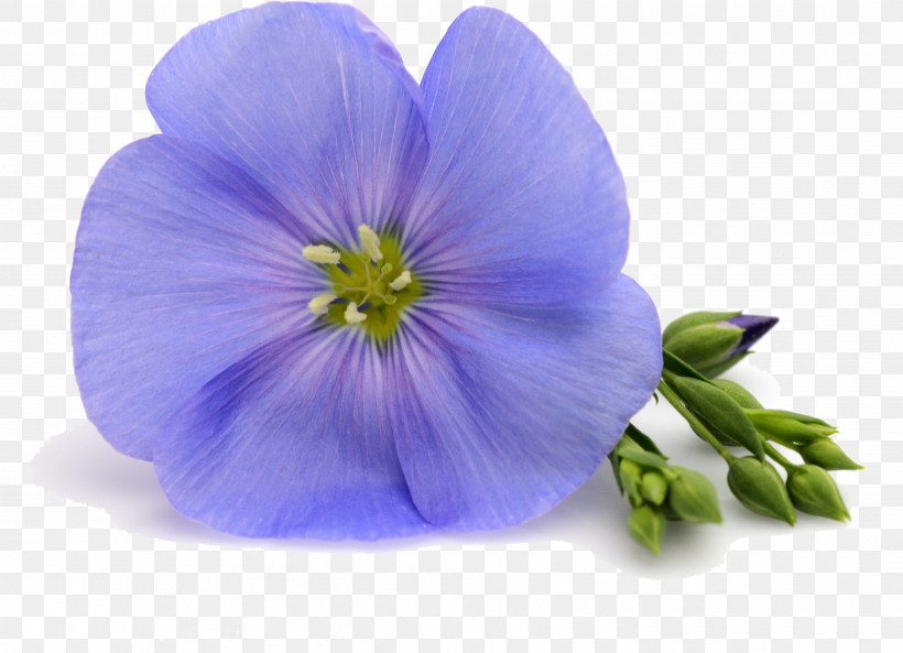 Flower Blue Petal Violet Purple, PNG, 3536x2561px, Flower, Balloon Flower, Blue, Geranium, Perennial Plant Download Free