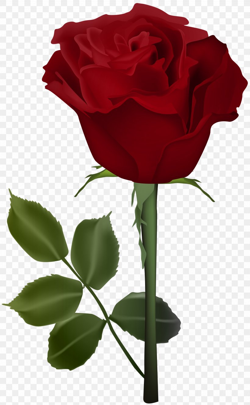 Garden Roses Centifolia Roses Flower, PNG, 2467x4000px, Rose, Color, Cut Flowers, Floral Design, Floristry Download Free