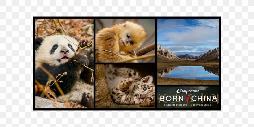 Mammal Picture Frames Collage Snout Wildlife, PNG, 1500x750px, Mammal, Collage, Fauna, Organism, Picture Frame Download Free