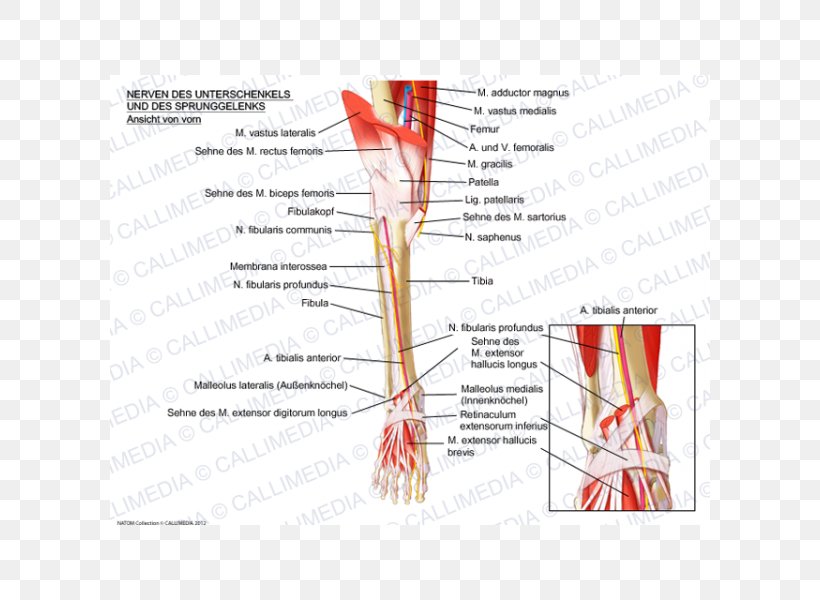 Muscle Nerve Anatomy Ankle Crus, PNG, 600x600px, Watercolor, Cartoon, Flower, Frame, Heart Download Free