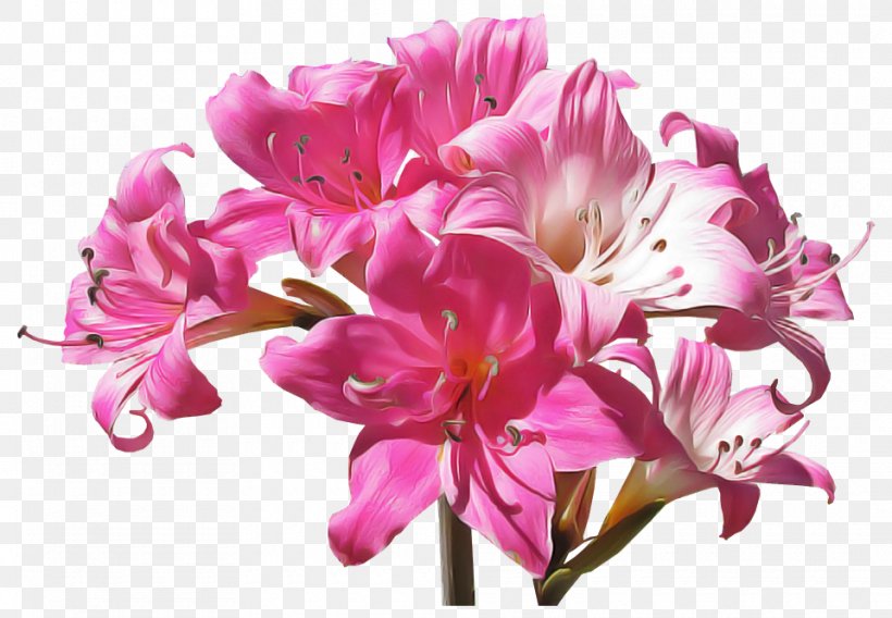 Flower Flowering Plant Plant Pink Petal, PNG, 960x666px, Flower, Amaryllis Belladonna, Bouquet, Cut Flowers, Flowering Plant Download Free