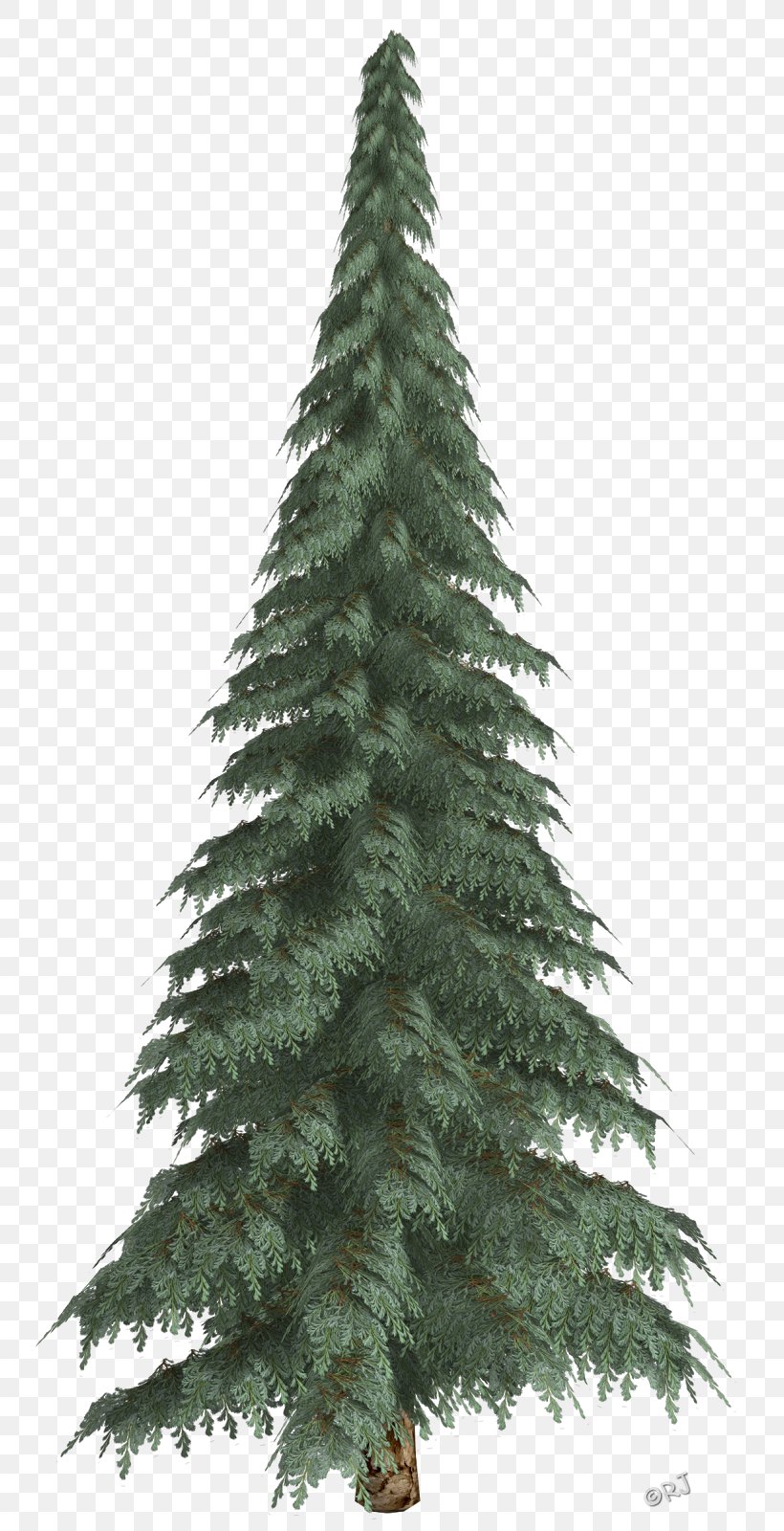 Spruce Pine Christmas Ornament Fir Christmas Tree, PNG, 774x1600px, Spruce, Biome, Christmas, Christmas Decoration, Christmas Ornament Download Free