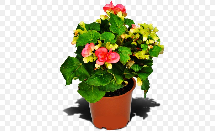 Begonia Houseplant Flowerpot Annual Plant, PNG, 500x500px, Begonia, Annual Plant, Assortment Strategies, Ceramic, Cheap Download Free