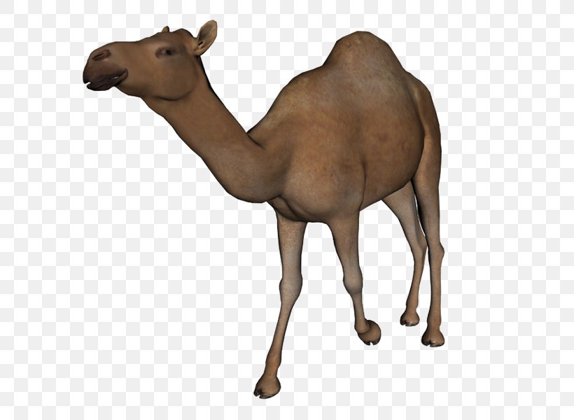 Camel Clip Art, PNG, 800x600px, Camel, Arabian Camel, Camel Like Mammal, Cattle Like Mammal, Deer Download Free