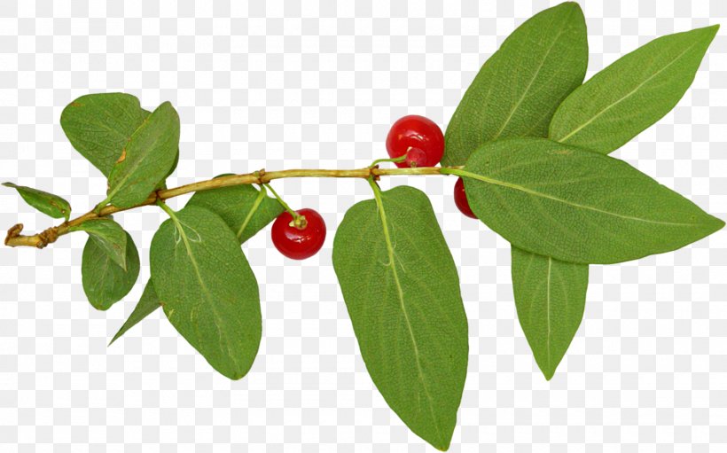 Lingonberry Silver Buffaloberry Holly Family Barbados Cherry, PNG, 1600x998px, Lingonberry, Acerola Family, Aquifoliaceae, Aquifoliales, Barbados Cherry Download Free