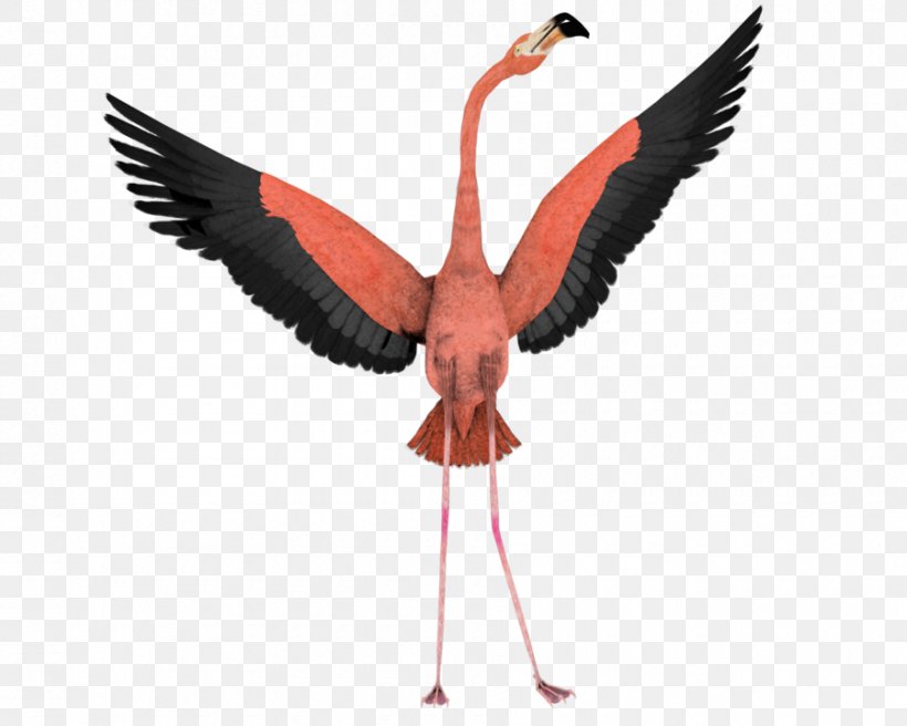 Bird Flamingo Flight Wing Clip Art, PNG, 900x720px, Bird, Beak, Can Stock Photo, Crane Like Bird, Flamingo Download Free