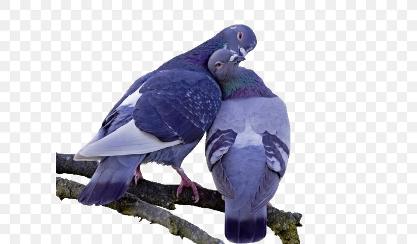 Columbidae Bird Domestic Pigeon Clip Art, PNG, 600x479px, Columbidae, Beak, Bird, Color, Domestic Pigeon Download Free