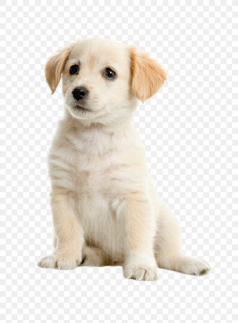 Labrador Retriever Golden Retriever Boston Terrier Puppy Pet, PNG, 1396x1890px, Labrador Retriever, Animal, Bark, Boston Terrier, Carnivoran Download Free