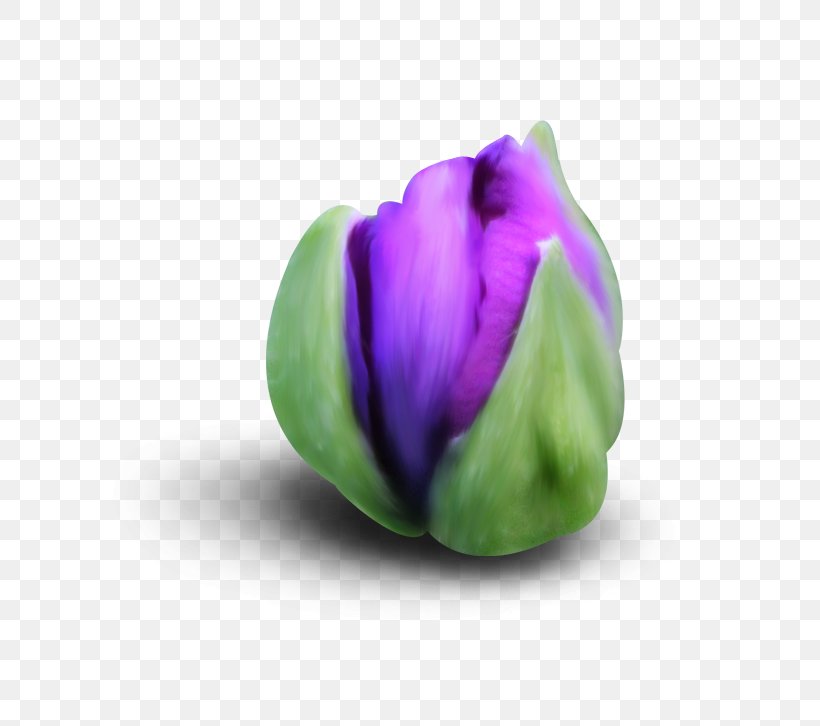 Lily Flower Cartoon, PNG, 788x726px, Petal, Bud, Flower, Lily Family, Plant Download Free