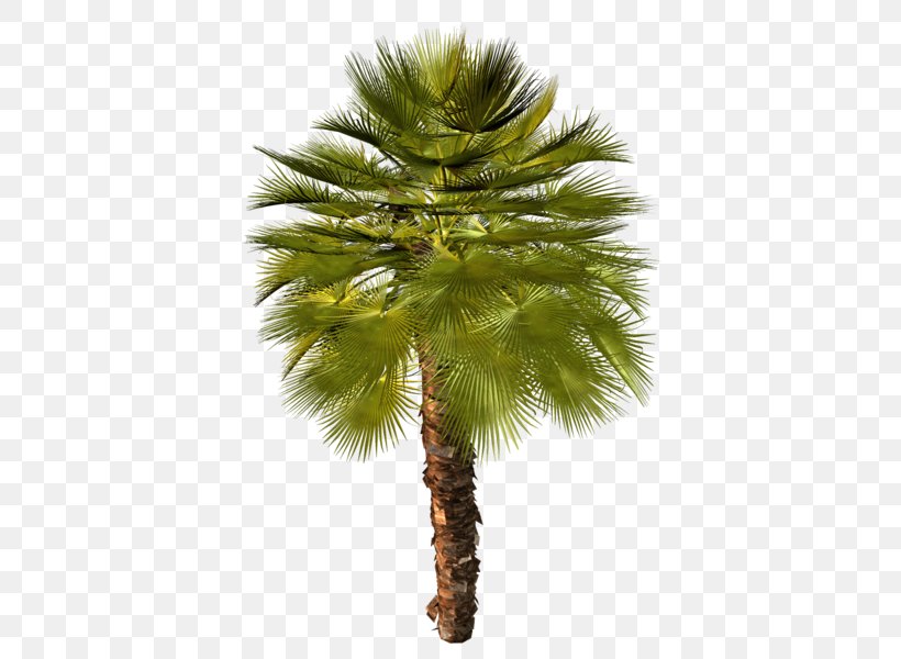 Asian Palmyra Palm Arecaceae Attalea Speciosa Stock Photography Clip Art, PNG, 421x600px, Asian Palmyra Palm, African Oil Palm, Areca Nut, Arecaceae, Arecales Download Free