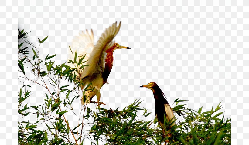 Bird Flight Wing, PNG, 700x480px, Bird, Aile, Beak, Coraciiformes, Fauna Download Free