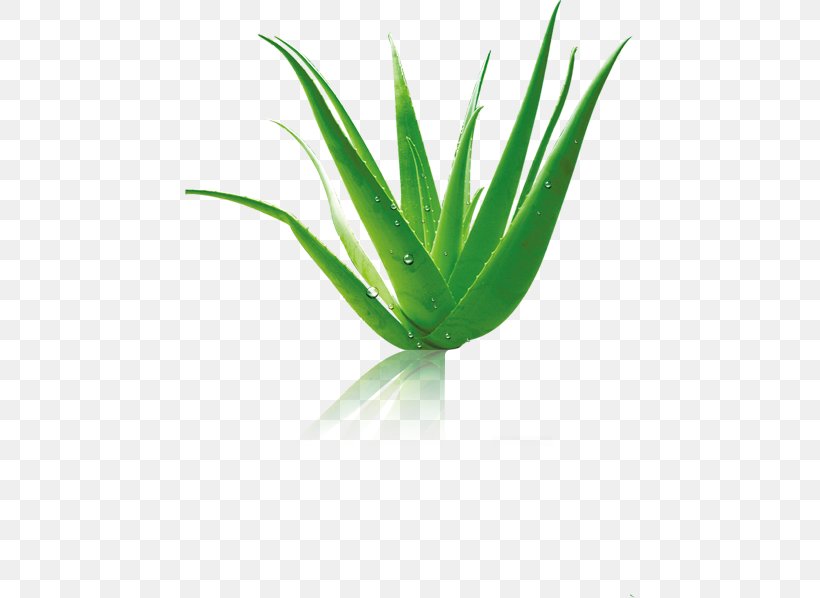 Aloe Vera Cudy Future Kft., PNG, 450x598px, Aloe Vera, Agave, Aloe, Grass, Grass Family Download Free