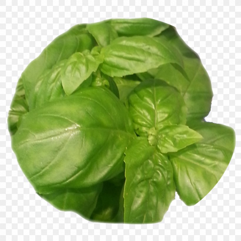 Basil Leaf Vegetable Herb Spinach, PNG, 1200x1200px, Basil, Food, Herb, Ingredient, Leaf Download Free
