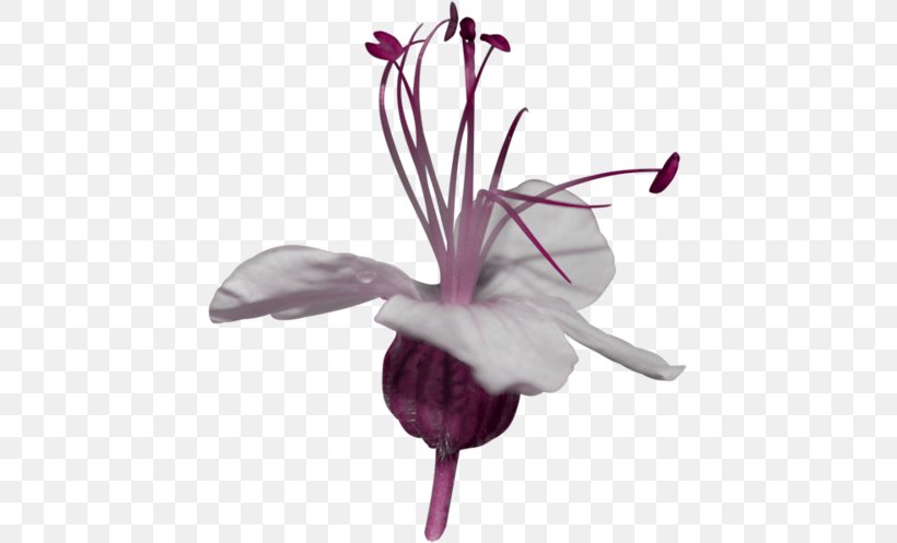 Petal Flower Photography Clip Art, PNG, 439x497px, Petal, Birthday, Color, Cut Flowers, Flora Download Free