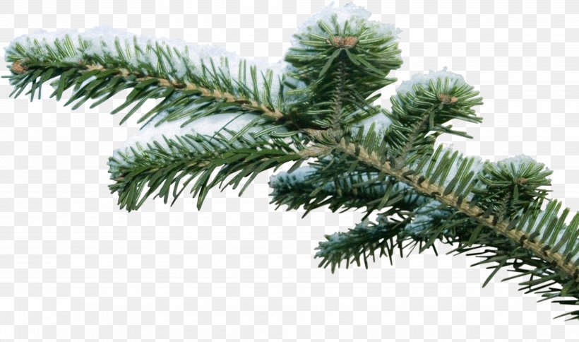 Clip Art Psd Image Desktop Wallpaper, PNG, 3926x2320px, Spruce, American Larch, Animation, Arecales, Balsam Fir Download Free