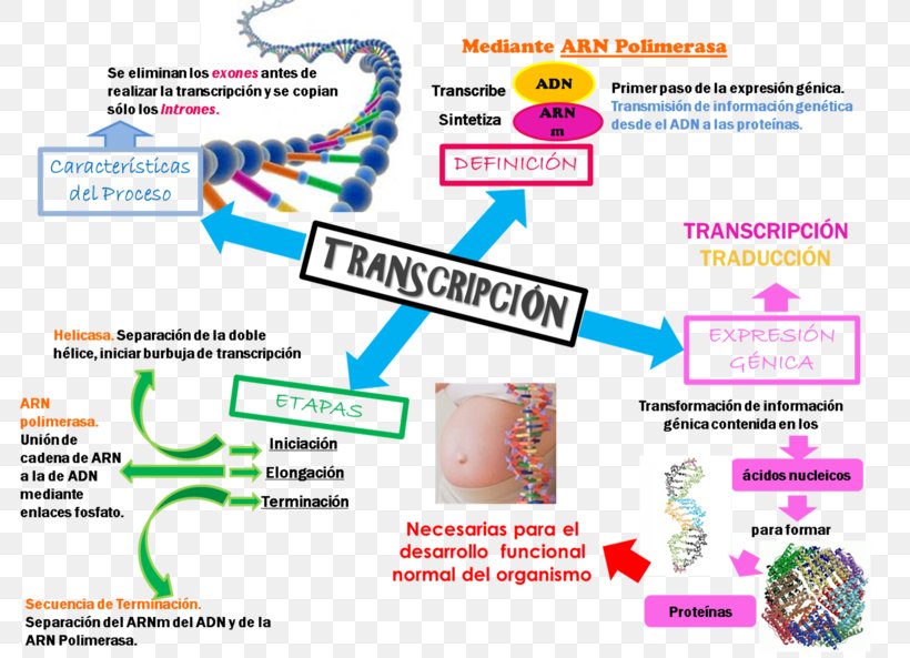 Transcription Translation Protein Biosynthesis Genetics DNA, PNG, 800x593px, Transcription, Area, Brand, Diagram, Dna Download Free