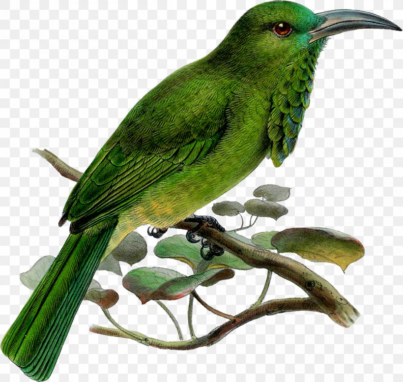 Bird Beak Reptile Clip Art, PNG, 1200x1138px, Bird, Beak, Bird Nest, Cuculiformes, Fauna Download Free