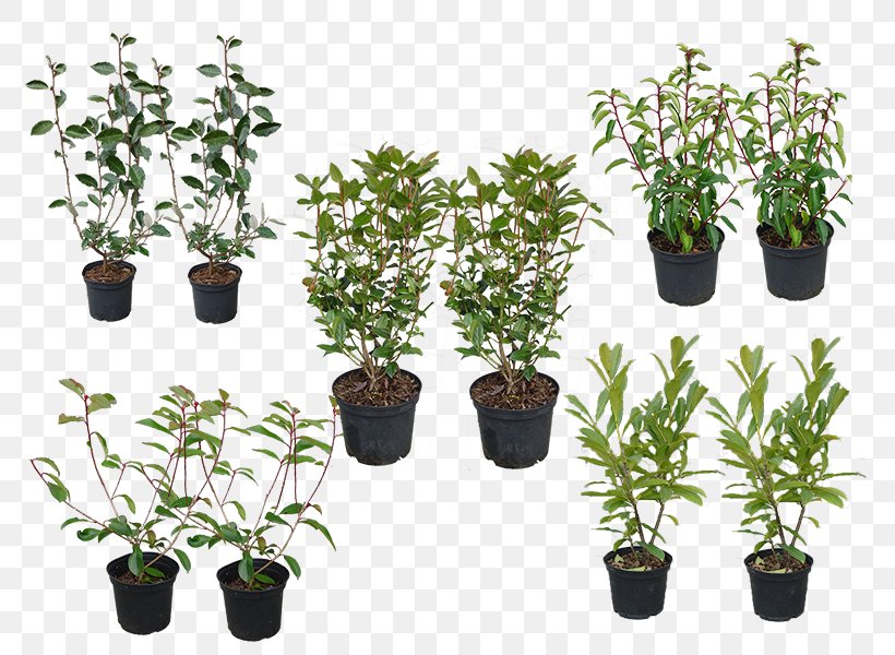 Flowerpot Herb Houseplant Evergreen Shrub, PNG, 800x600px, Flowerpot, Evergreen, Herb, Houseplant, Plant Download Free