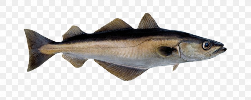 Norway Fish Pollack Pollock Atlantic Cod, PNG, 1692x680px, Norway, Animal Figure, Atlantic Cod, Bony Fish, Capelin Download Free