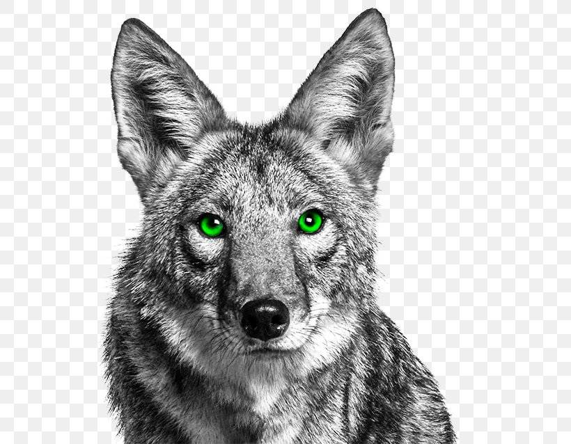 Urban Coyote Dog Raccoon Cat, PNG, 567x638px, Coyote, Animal, Black And White, Bobcat, Carnivoran Download Free