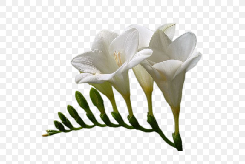 White Lily Adobe Photoshop Flower, PNG, 630x550px, White, Color, Computer Software, Cut Flowers, Flower Download Free