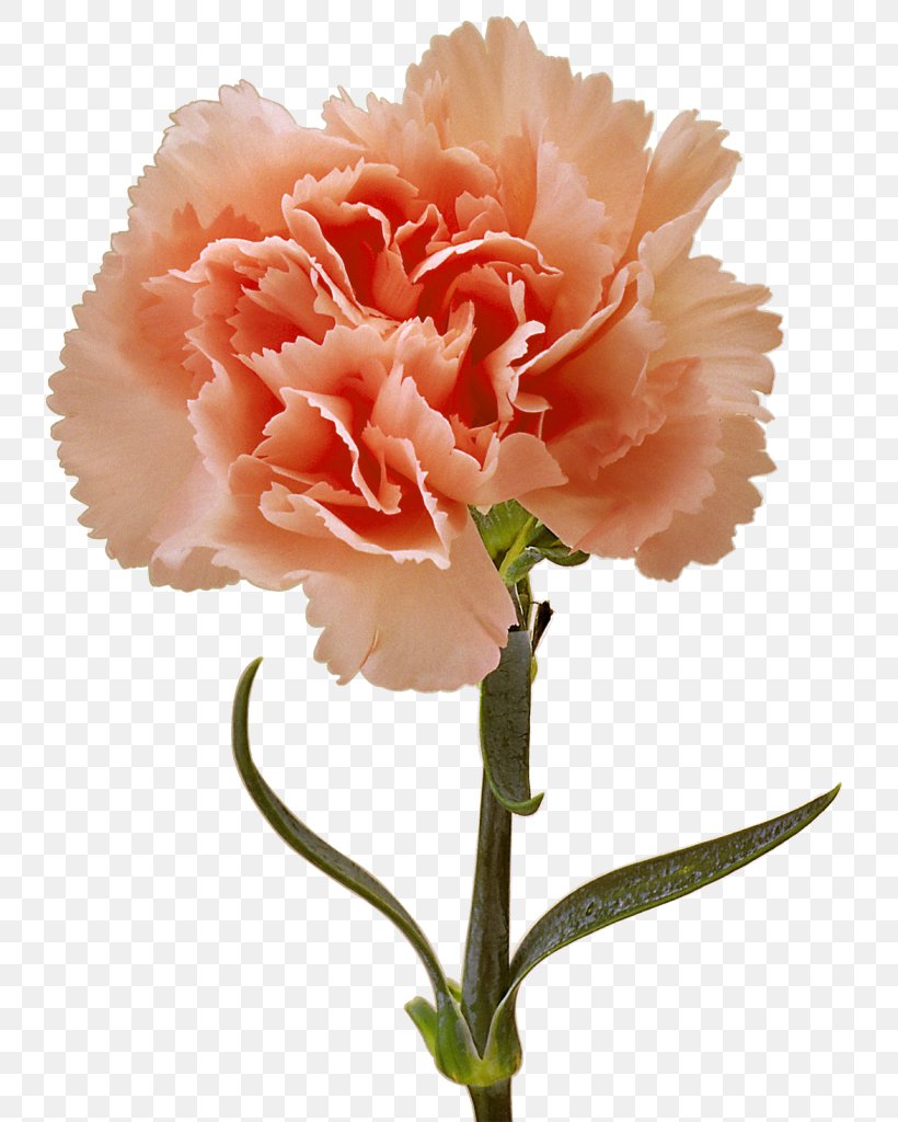 Choix Des Plus Belles Fleurs Carnation Flower Image, PNG, 760x1024px, Choix Des Plus Belles Fleurs, Annual Plant, Carnation, Cut Flowers, Dianthus Download Free