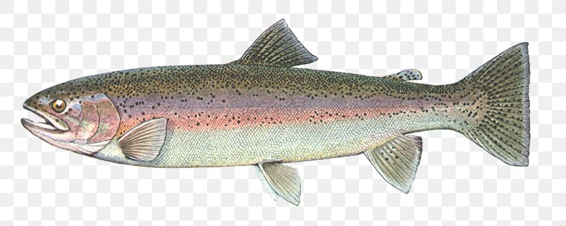 Coastal Cutthroat Trout Coho Salmon Sardine Rainbow Trout, PNG, 792x328px, Coastal Cutthroat Trout, Anchovy, Animal Figure, Bony Fish, Brook Trout Download Free