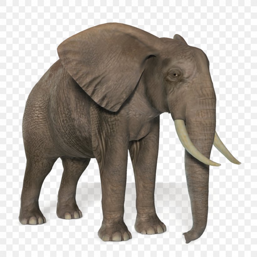 Elephant Clip Art, PNG, 1200x1200px, African Bush Elephant, African Elephant, African Forest Elephant, Asian Elephant, Elephant Download Free