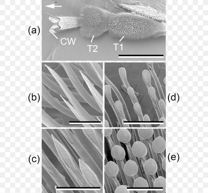 Insect Wax Alkane, PNG, 596x761px, Insect, Alkane, Attachment Theory, Black, Black And White Download Free