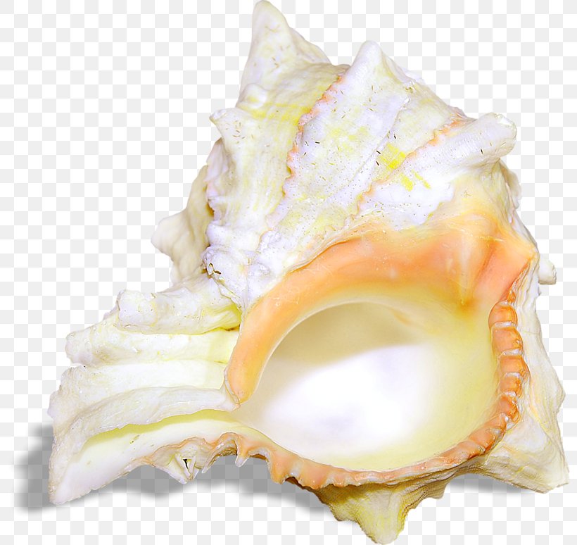 Seashell Sea Snail Gastropod Shell, PNG, 800x774px, Seashell, Bit, Conch, Conchology, Gastropod Shell Download Free