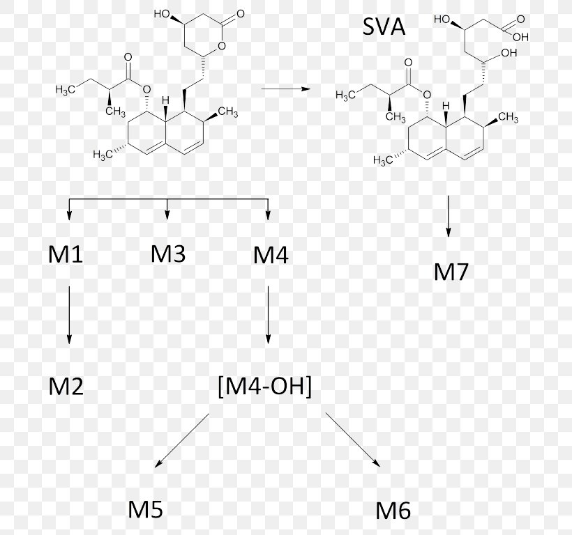 Simvastatin Human Metabolic Pathways Metabolism Chemical Compound Metabolite, PNG, 697x768px, Simvastatin, Adenosine Triphosphate, Area, Black And White, Chemical Compound Download Free