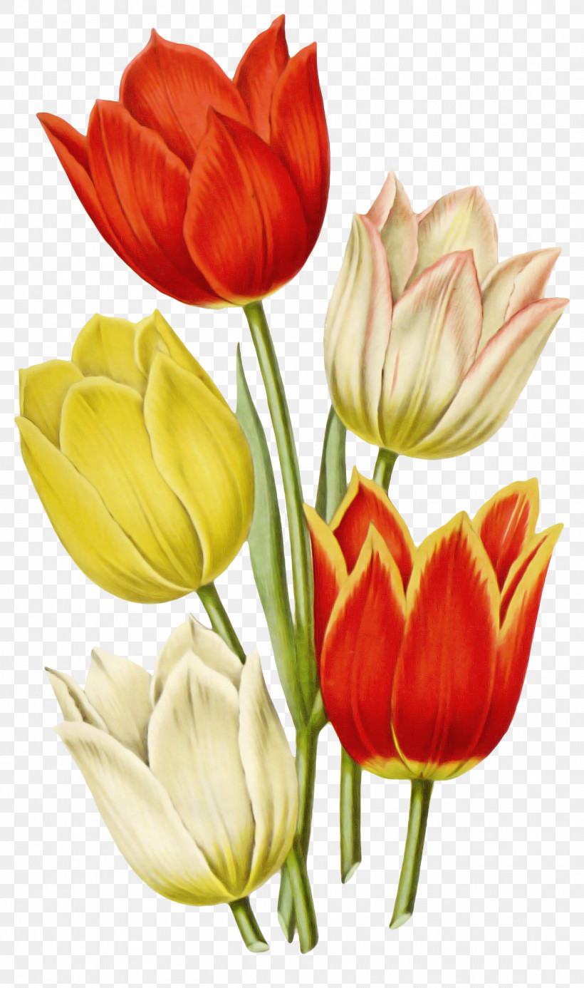 Flower Petal Cut Flowers Tulip Plant, PNG, 1876x3172px, Flower, Bud, Cut Flowers, Lady Tulip, Lily Family Download Free